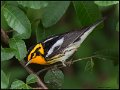 _6SB0985 blackburnian warbler